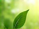Logo éco-responsable sur fond de feuilles naturelles